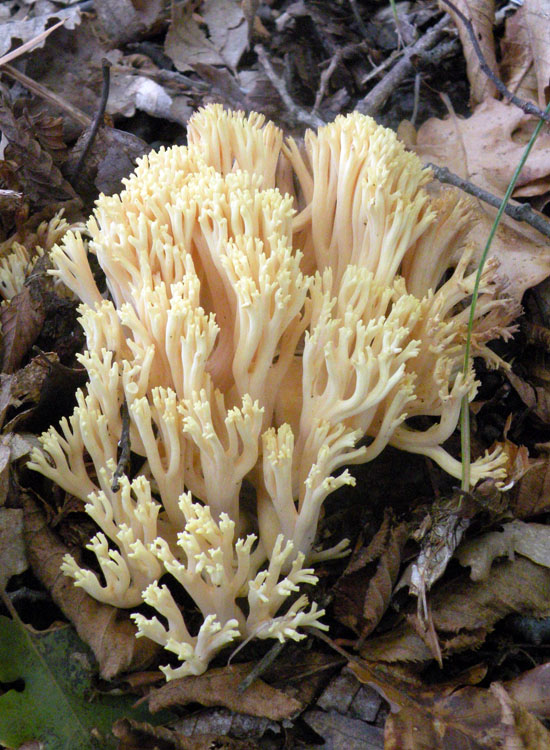 Ramaria pallida?
